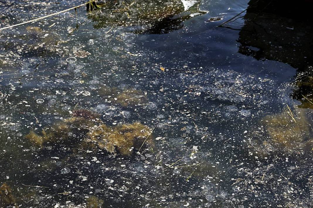 İstanbul'un o sahilinde yürüyüş yapanlar gözlerine inanamadı! Bitti denmişti, meğer yeniden başlıyormuş 12